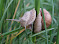snail-2-3.jpg
