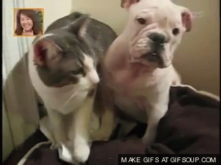 cat-owns-puppy-o cat-owns-puppy-o