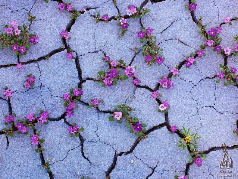 سجادة الزهور البرية في صحراء كولورادو Colorado-wildflowers-6%25255B2%25255D