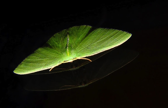 Geometridae d'Australie orientale (N.S.W.) - Geometridae : Geometrinae : Chloeres citrolimbaria GUÉNÉE, 1857. Umina Beach (NSW, Australie), 15 octobre 2011. Photo : Barbara Kedzierski