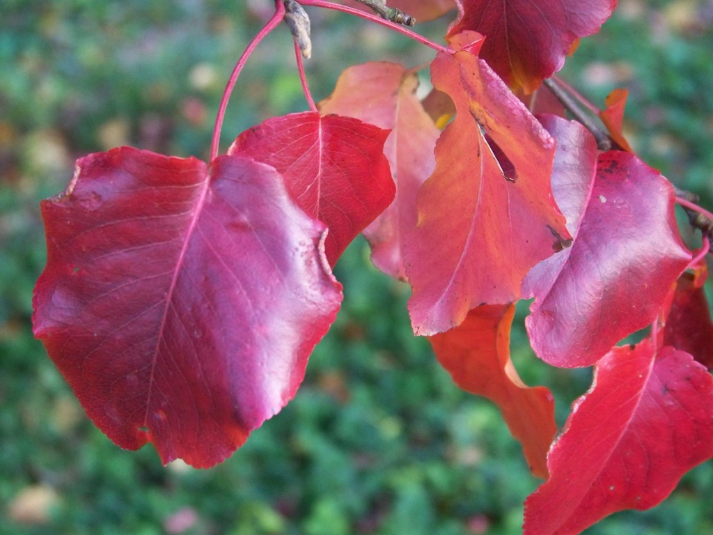 [pear%2520tree%2520leaves%255B4%255D.jpg]