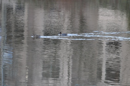 DSC_0084.jpg DSC 0084