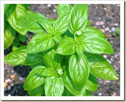 albahaca albahaca