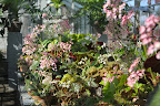 It's really quite a stunning collection and so many of the plants are in bloom right now. It's really quite a stunning collection and so many of the plants are in bloom right now.
