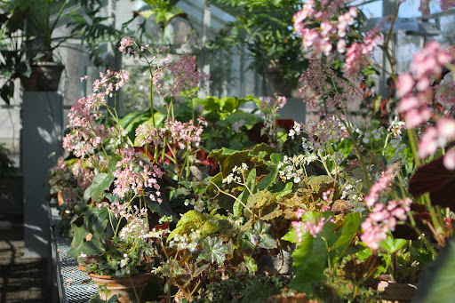 It's really quite a stunning collection and so many of the plants are in bloom right now. It's really quite a stunning collection and so many of the plants are in bloom right now.