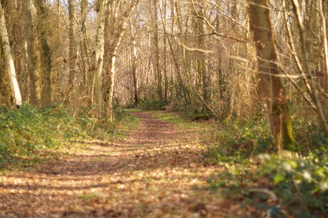 Foxley Wood in winter sunshine