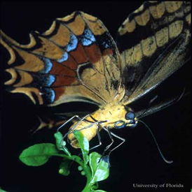 Adult female Schaus swallowtail, Papilio aristodemus ponceanus Schaus, ovipositing on the new growth of wild lime. Photograph by: Jaret C. Daniels, University of Florida 