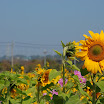renwu_hanada_028.jpg