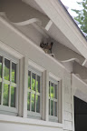 Why are They Called Barn Swallows, Anyway?