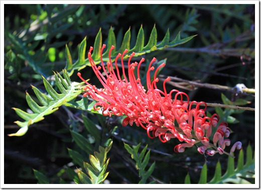 121027_UCSCArboretum_Grevillea-Boongala-Spinebill_08