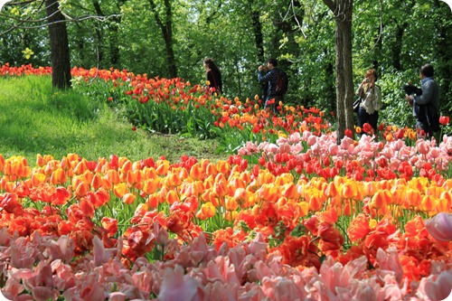 tulipano2 tulipano2