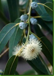 Eucalyptus citriodora Eucalyptus citriodora