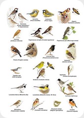 aves4 aves4