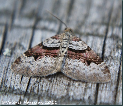 flame-carpet flame-carpet