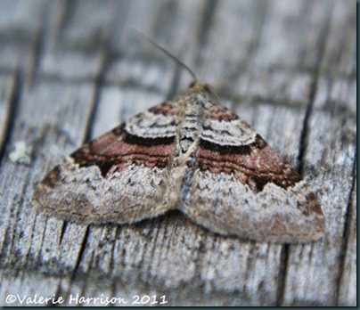 flame-carpet