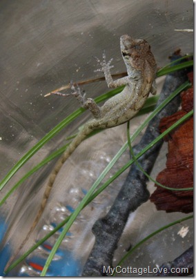 baby gecko