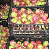 Apple Pie 2011