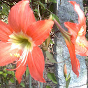 Barbados Lily or Amaryllis Lily