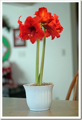 IMG_0794 IMG_0794