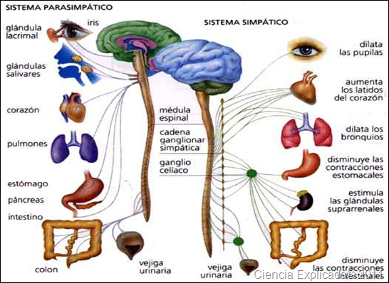 cadena ganglionar simpatica cervical sistema nervioso aut 243 nomo ciencia explicada cadena ganglionar simpatica cervical sistema nervioso aut 243 nomo ciencia explicada