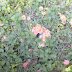 DSCF1164.JPG