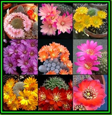 Rebutia mix Rebutia mix