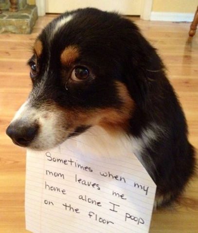 [dog-shaming-bad-17%255B2%255D.jpg]