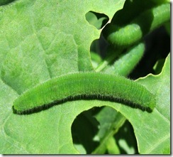 [IMG_2783a_thumb%255B4%255D%255B2%255D.jpg]