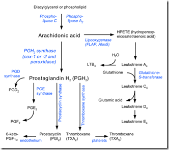 500px-Eicosanoid_synthesis.svg