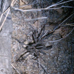 IMAG0319.jpg