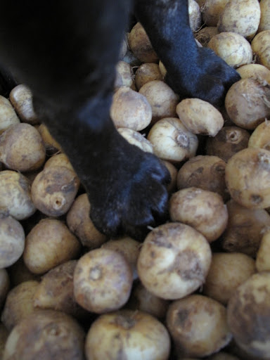 Why there must be 116,000 bulbs here.  I hardly think that Shaun would miss a few from each bin.  I'll grab some of these and you grab that bulb planting tool called a dibber.