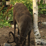 Rentiere. Stockholm - 3 Tag 309.jpg
