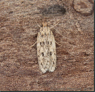 brown-house-moth brown-house-moth