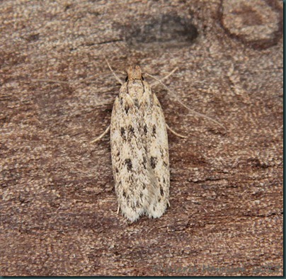 brown-house-moth