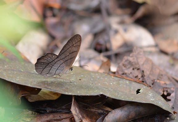 Pierella lamia chalybaea GODMAN et SALVIN, 1905, mâle. Camp Caïman, Montagne de Kaw (Guyane). 13 novembre 2011. Photo : M. Belloin