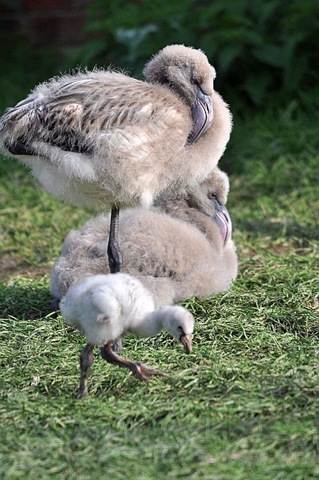 [Young%2520Chileans%2520%2528resized%2529%2520Sept%252010%255B5%255D.jpg]