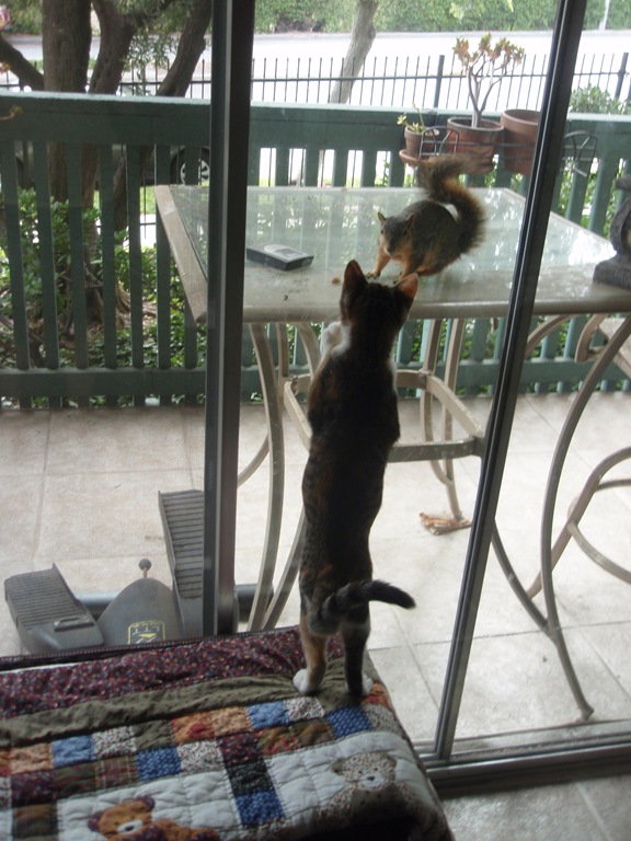 [Jem%2520eyes%2520squirrel%255B3%255D.jpg]