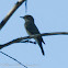 Spotted Flycatcher