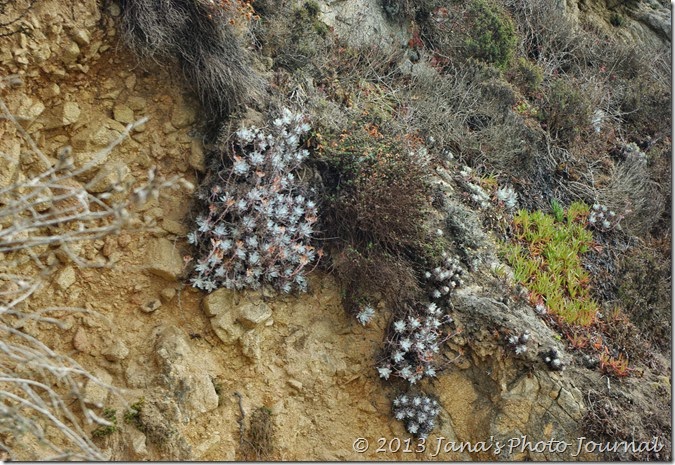 Point Lobos, California