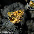 Hesperiidae%2525202