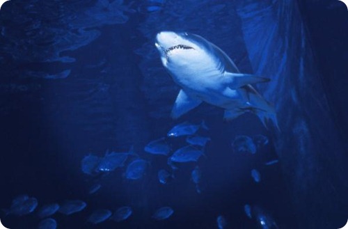 squalo_toro Carcharias taurus1 squalo_toro Carcharias taurus1