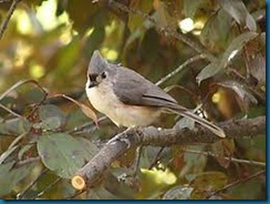 wildbirds unlimited photo titmice