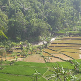 Sawah