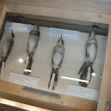 2008-11-09 cal academy