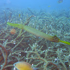 IMG_1694.JPG