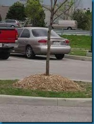 volcano mulch volcano mulch