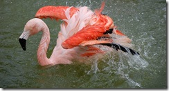 aviary34
