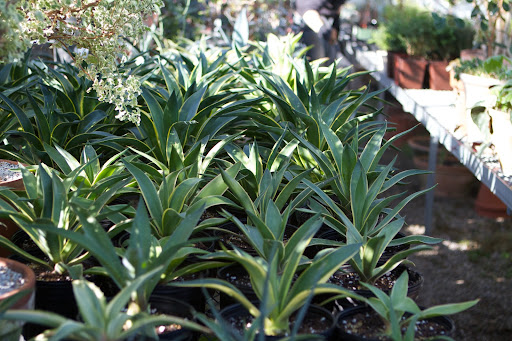 Ryan has been nurturing these century plants for a couple of years now. They were baby pups, if you will, taken from a much larger plant. They are growing very nicely in the greenhouse. Ryan has been nurturing these century plants for a couple of years now. They were baby pups, if you will, taken from a much larger plant. They are growing very nicely in the greenhouse.