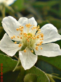 Strawberry Tree or Ceri (Muntingia calabura) flower