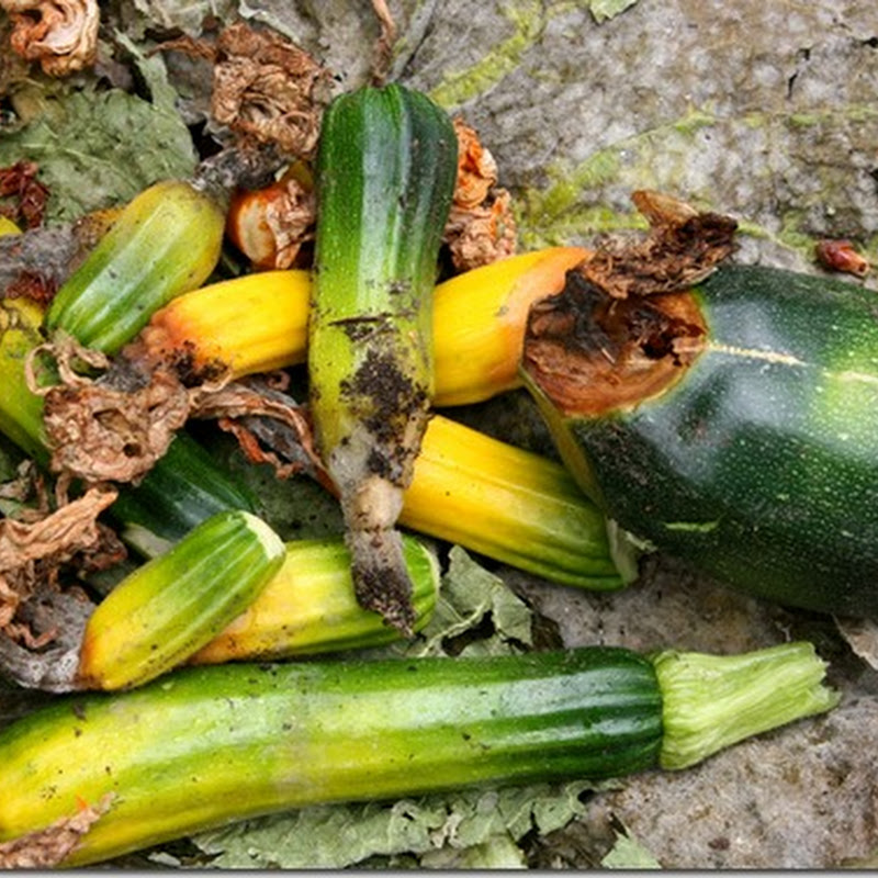 How I cured blossom end rot in my squash Collecting the Moments